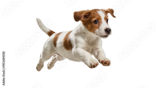 Obraz na płótnie Energetic brown and white Jack Russell Terrier puppy captured mid-air, playfully