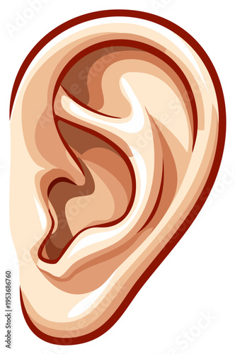 Stylized Human Ear Anatomy Illustration with Cochlea and Detailed Cartilage Structure