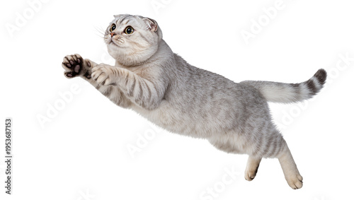 Fotografía Playful silver tabby Scottish Fold cat captured mid-air, leaping with folded ear