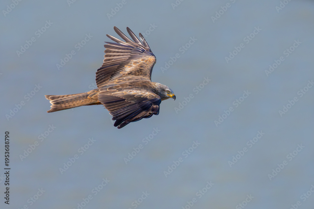 Fototapeta premium Black Kite flying over the lake