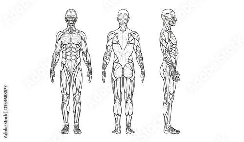 Human body silhouette anatomy illustration showing muscles and skeletal system from multiple angles