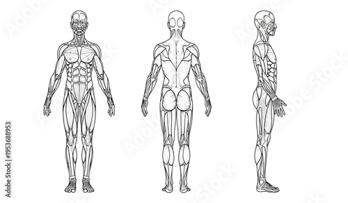 Human body silhouette anatomy illustration with muscular and skeletal system