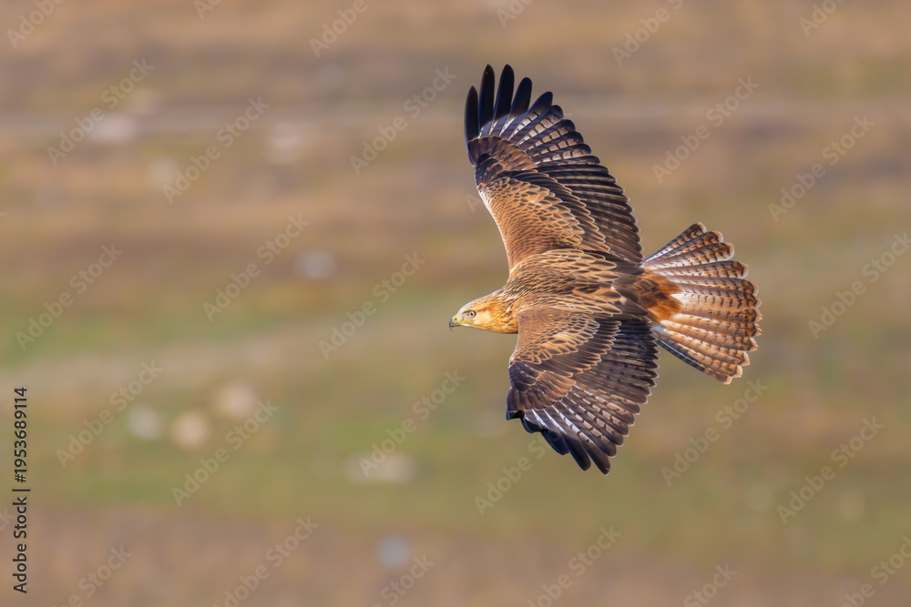 Fototapeta premium Long-legged Buzzard flying low