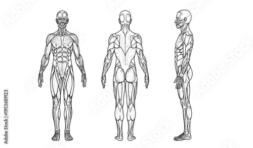Human body silhouette illustration in three views with detailed muscular structure