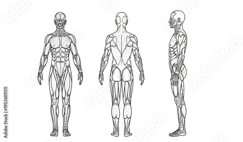 Human anatomy silhouette illustration three views of the muscular system in a single image