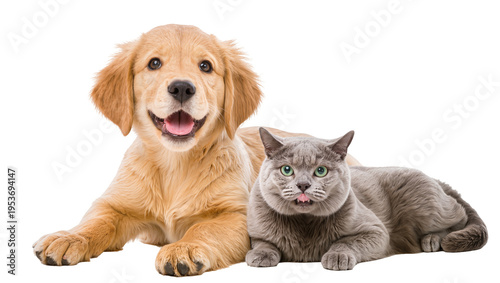 Fotografie Adorable golden retriever puppy and a fluffy British Shorthair cat lying togethe