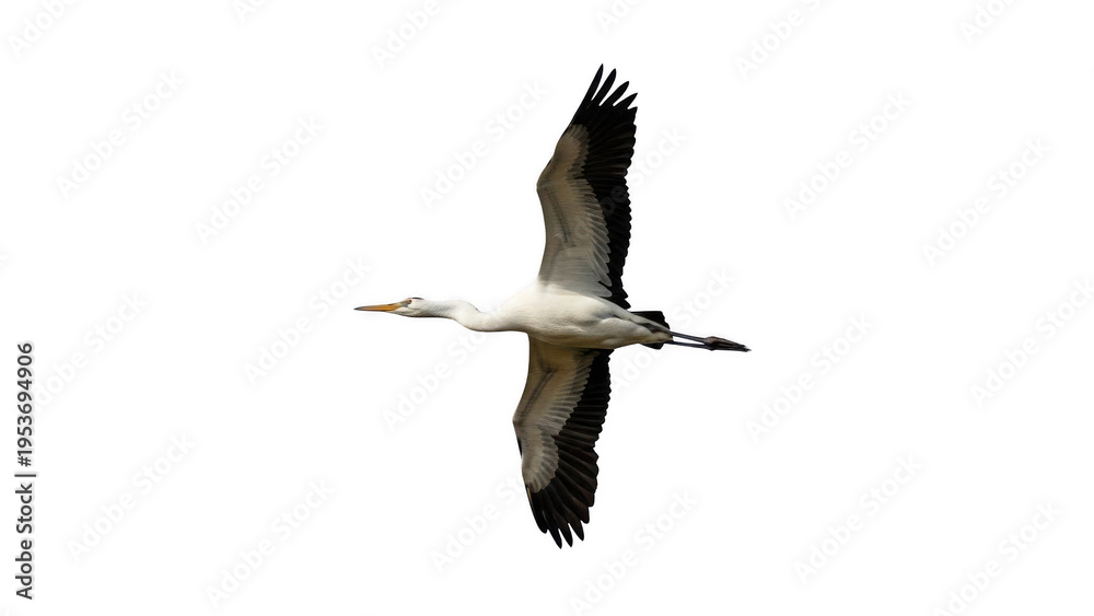 Obraz premium A pelican flies in the clear sky with transparent background