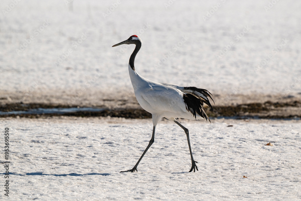 Fototapeta premium Grue du Japon
