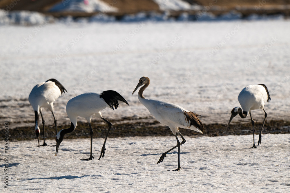 Fototapeta premium Grue du Japon