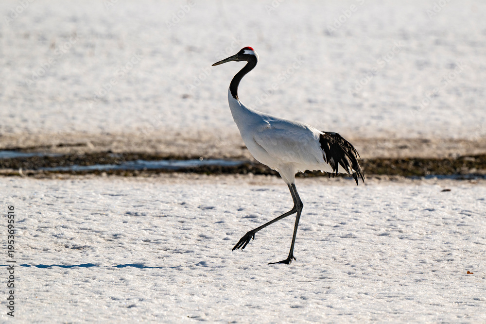 Fototapeta premium Grue du Japon