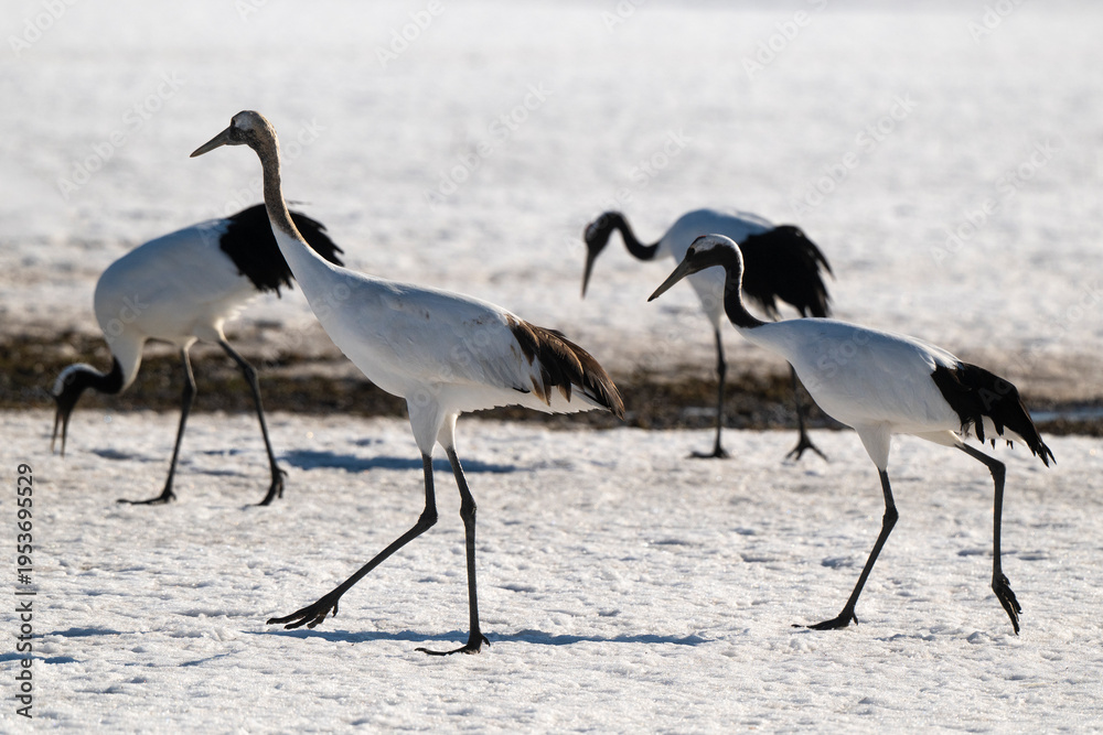 Fototapeta premium Grue du Japon