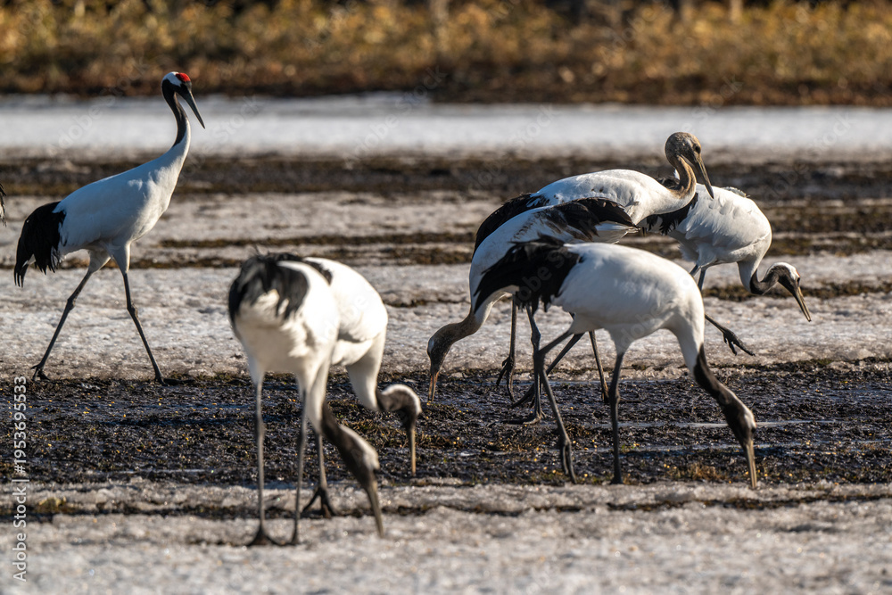 Fototapeta premium Grue du Japon