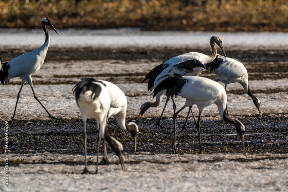Fototapeta premium Grue du Japon