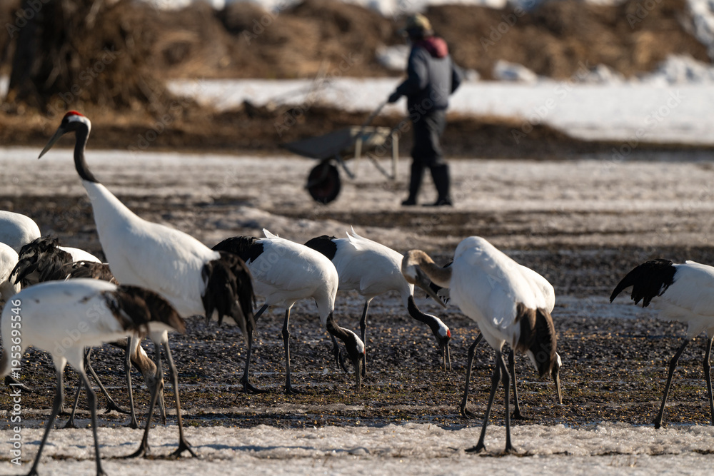 Fototapeta premium Grue du Japon