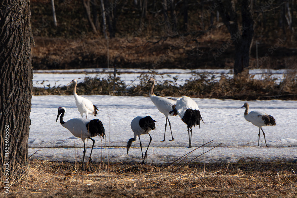 Fototapeta premium Grue du Japon