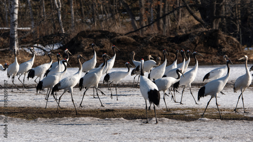 Fototapeta premium Grue du Japon
