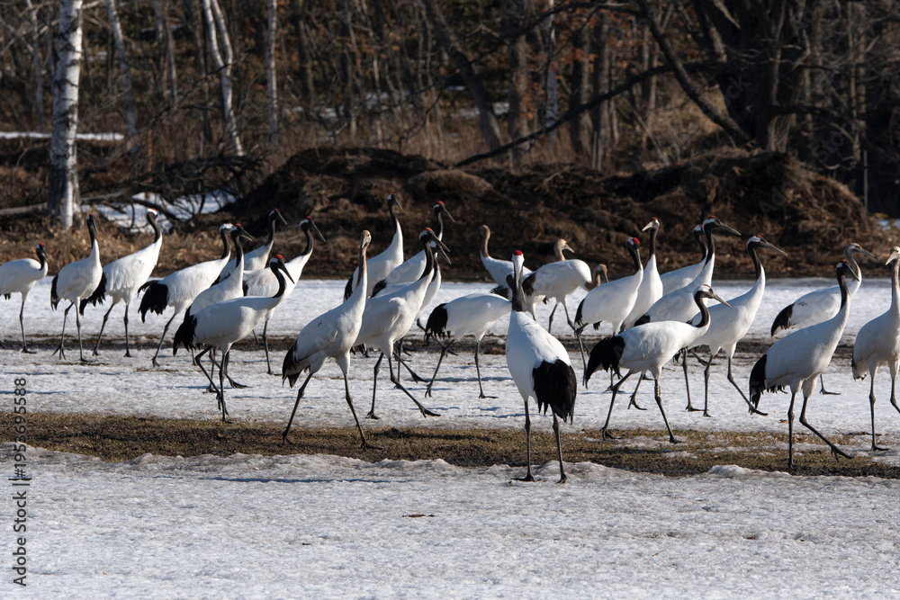 Fototapeta premium Grue du Japon