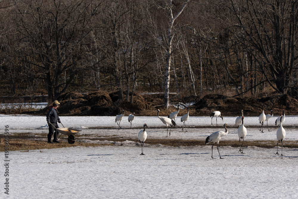 Fototapeta premium Grue du Japon