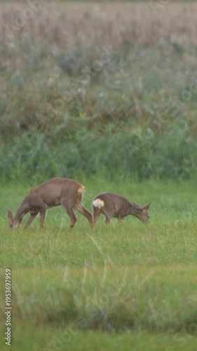 4K Vertical Roe Deer Pair Grazing in Green Meadow, Side View
