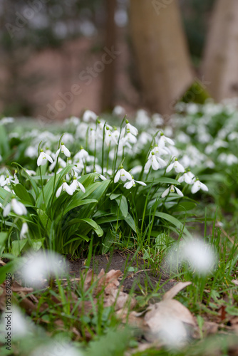 Spring garden. Galanthus woronowii, the green snowdrop or Woronow's snowdrop - a beautiful meadow of white, delicate flowers on woodland floor.