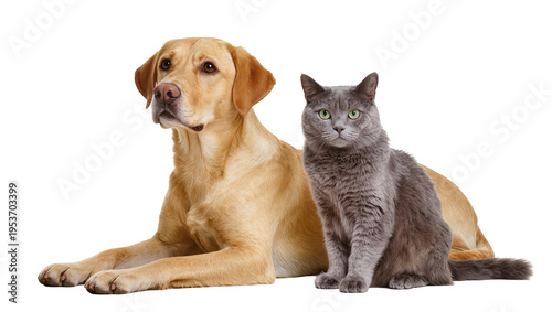 Konstfotografi Adorable yellow Labrador dog and a sleek grey cat, companion animals posing toge