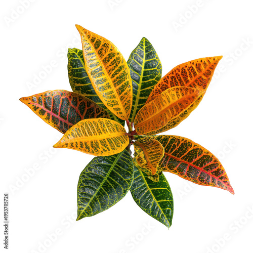 Colorful leaves from a croton plant arranged in a circle on a white background showing green, yellow, and orange hues