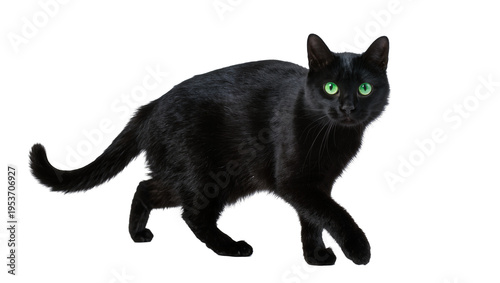 Fotografie Graceful black cat with vivid green eyes, walking forward, looking directly at t