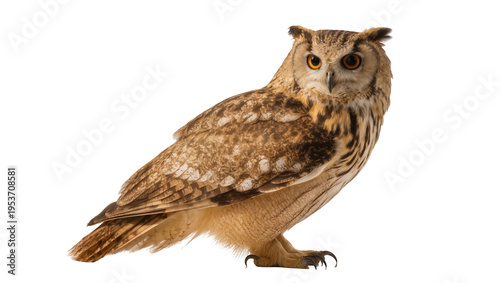 Obraz na płótnie Majestic Eurasian eagle-owl with piercing orange eyes, standing gracefully, isol