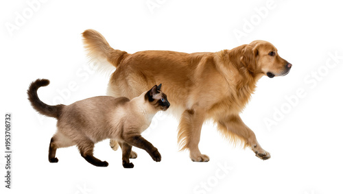 Принти на полотні Golden Retriever dog and Siamese cat walking together, isolated on transparent b