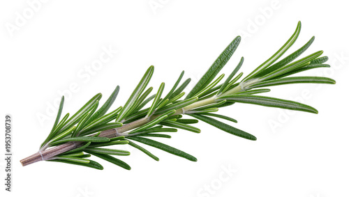Photos Fresh green rosemary sprig, a fragrant culinary herb, isolated PNG on transparen
