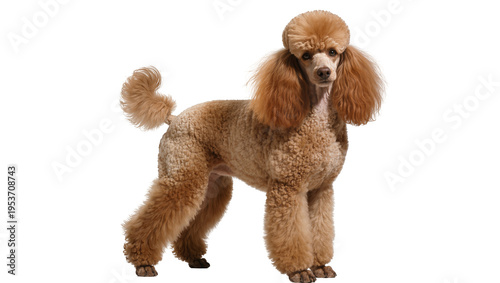Elegant apricot standard poodle standing gracefully, a beautiful purebred dog isolated on transparent background, studio shot PNG