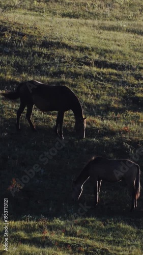 Vertical Horses Grazing on Hillside Meadow at Sunset