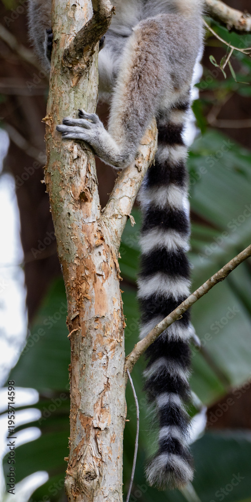 Fototapeta premium Lemur Tail