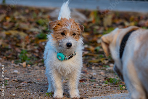 Jack russell terrier dog standing outdoors meeting another dog