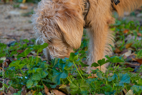 Mixed breed dog sniffing plants outdoors in natural setting