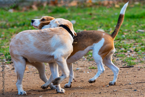 Beagle and labrador dog bonding together in park