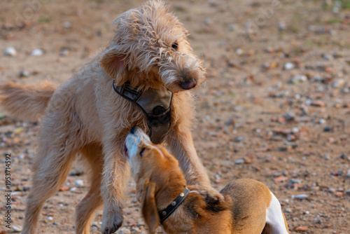 Beagle and mixed breed dog playing together outdoors