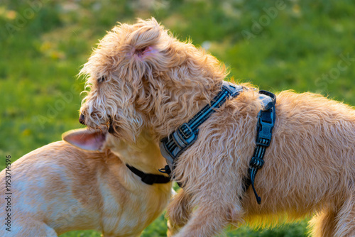 Labrador and mixed breed dog playing together outdoors