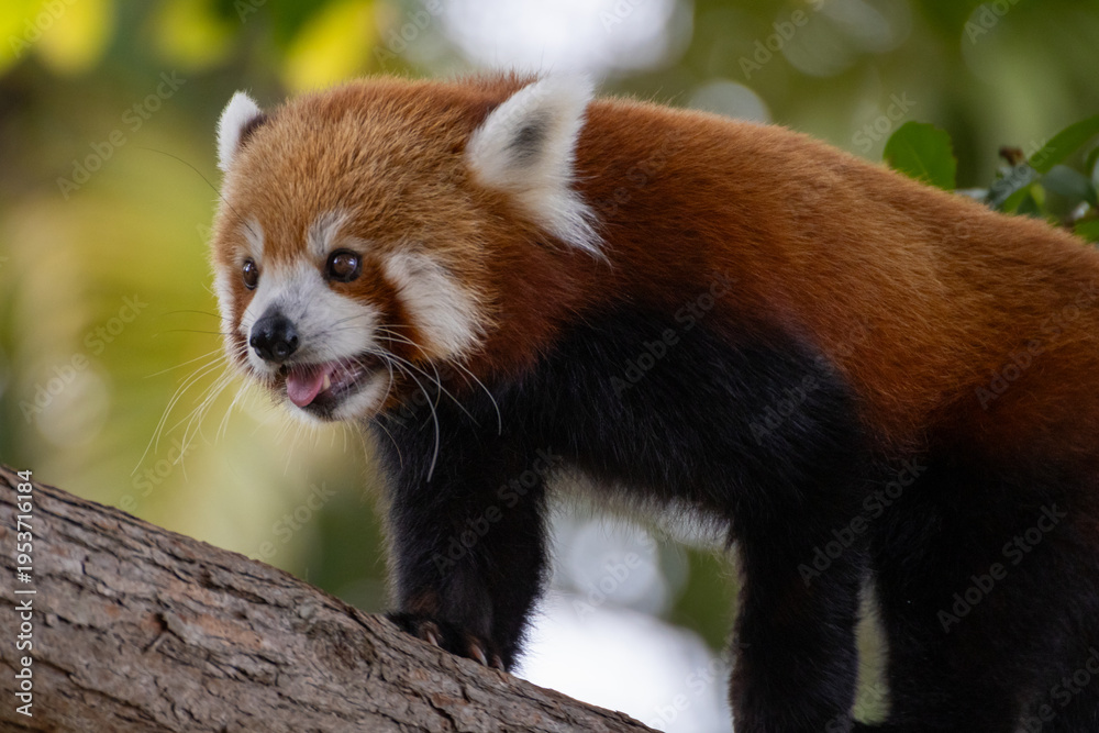 Fototapeta premium Red Panda 