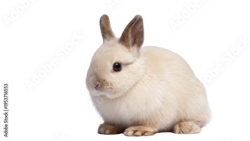 Fotografie Adorable light cream-colored dwarf rabbit with brown-tipped ears, sitting calmly