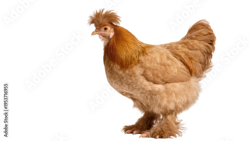 Foto Fluffy golden brown chicken with a distinctive crest and feathered legs, standin