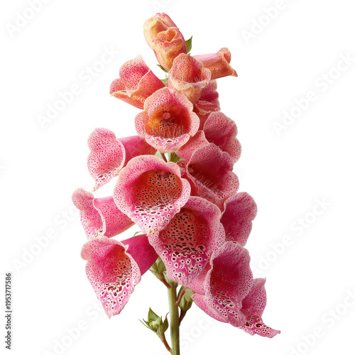 Colors and shapes of pink flowers blooming in a garden during the afternoon