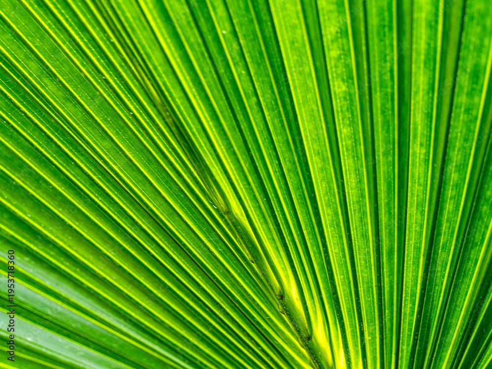 Obraz premium Palm leaf texture background green tropical natural pattern