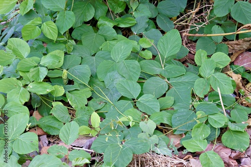Fotografie Dense coverage of tropical kudzu leaves, Pueraria phaseoloides, symbolizing natural resilience, wild growth, and ecological restoration in a lush forest habitat