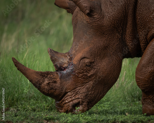 Foto Large rhinoceros coated in mud grazing peacefully on green grass in a wild savanna environment