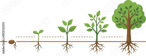 Professional Illustration of a Tree Life Cycle and Plant Growth Stages Showing Seed Germination Sprouting Seedling Development and Mature Tree with Roots