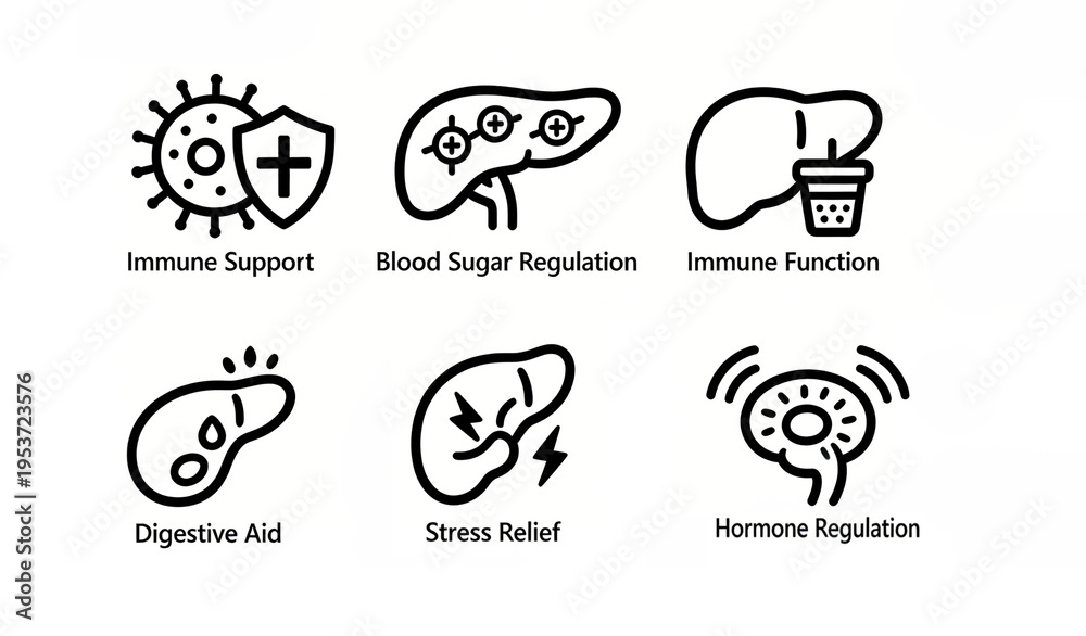 Fototapeta premium Strong immunity, blood sugar regulation, liver protection, digestion aid, stress relief, endocrine regulation, comprehensive maintenance of organ function, suitable for promoting liver and kidney care