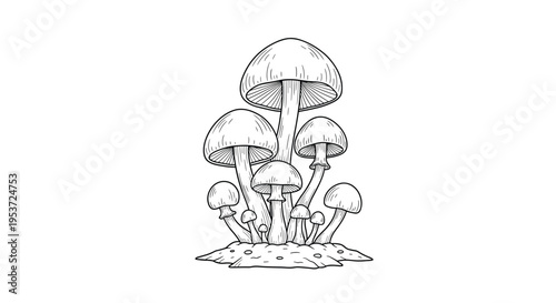 A detailed, hand-drawn black and white illustration of a cluster of mushrooms in a classic engraving or ink sketch art style.