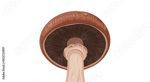 A detailed illustration of a mushroom seen from a low angle, showing the intricate gills and sturdy stem on a white background.