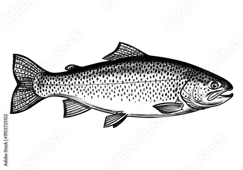 Detailed black and white illustration of a speckled trout fish swimming
